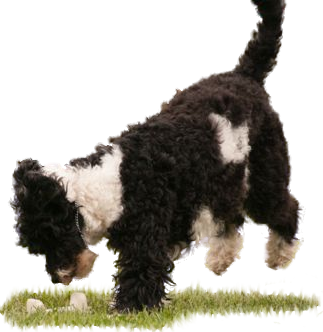 San Mateo Dog Training Club