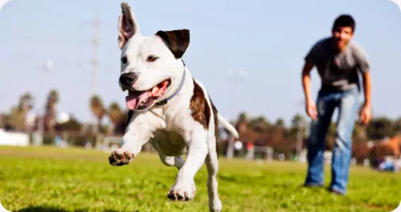 Suburban K9 Dog Training — dog trainer in Houston, TX