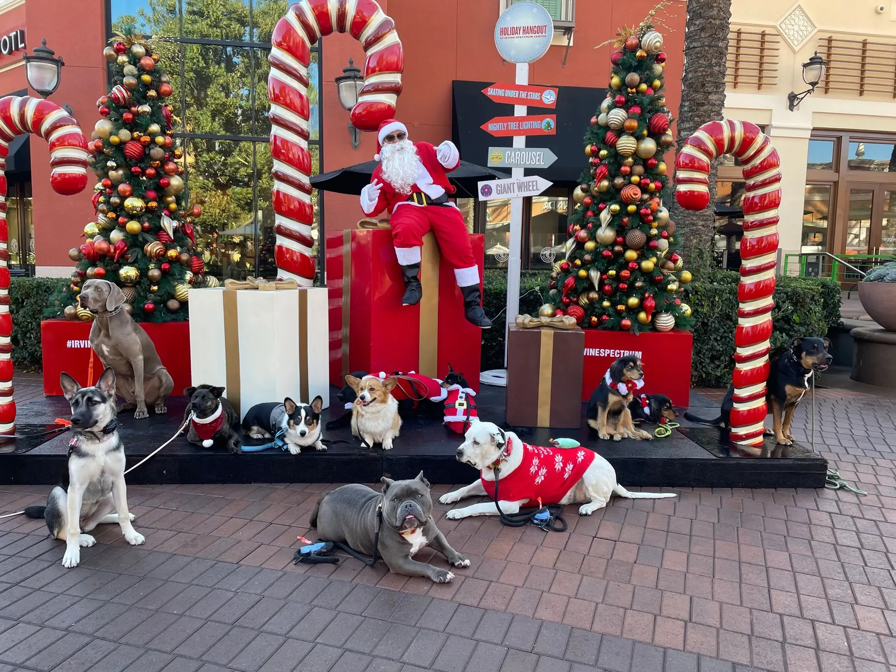 ArKane 9 Dog Training