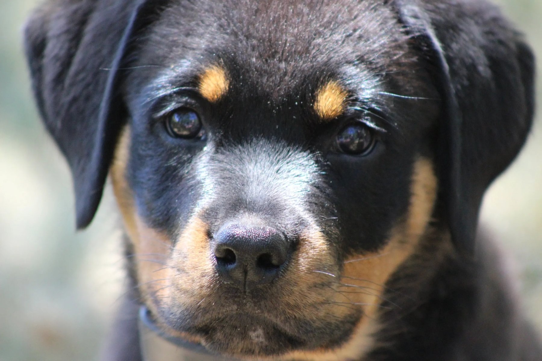 Big Dog K9, LLC of Connecticut