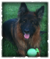 Consummate Canine, Inc.